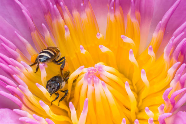 istock Beautiful waterlily or lotus flower with bee. 943397548