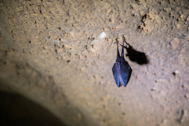 istock Bat hangs from the ceiling of the cave. 943397720