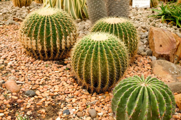 istock Cactus succulent plant in the greenhouse 943398290