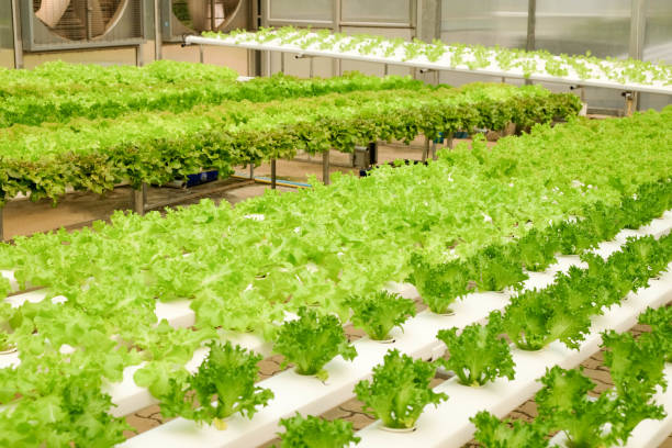 istock Organic hydroponic vegetable farm growing in greenhouse 943400588