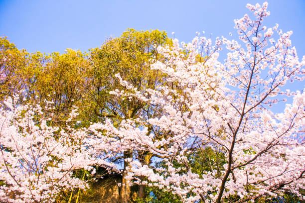 istock Pink Cherry Blossoms in Kyoto Japan 943404460