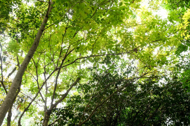 istock Trees in the shade garden 943405166