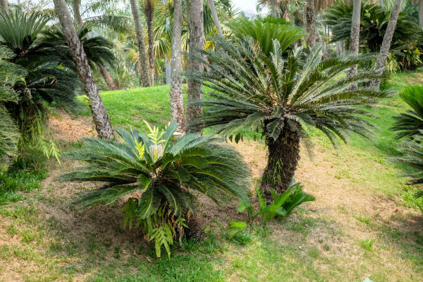 istock Trees in the shade garden 943405514