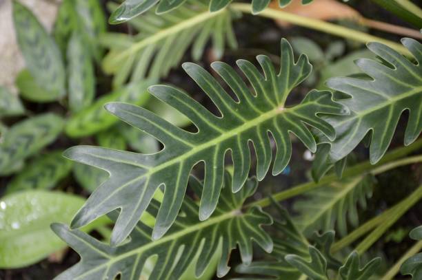 istock fresh green philodendron plant in nature garden 943408174