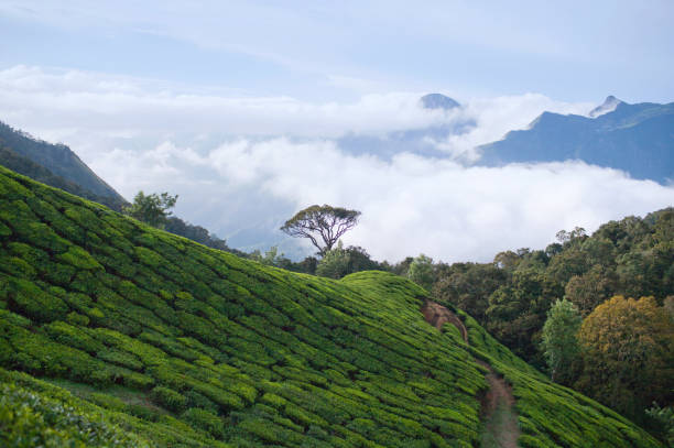 istock Tea plantations in Kerala, South India 943408688