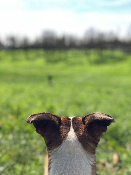 Dog point of view