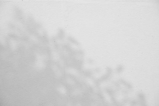 istock abstract background textuer of shadows leaf on a concrete wall. 943417792
