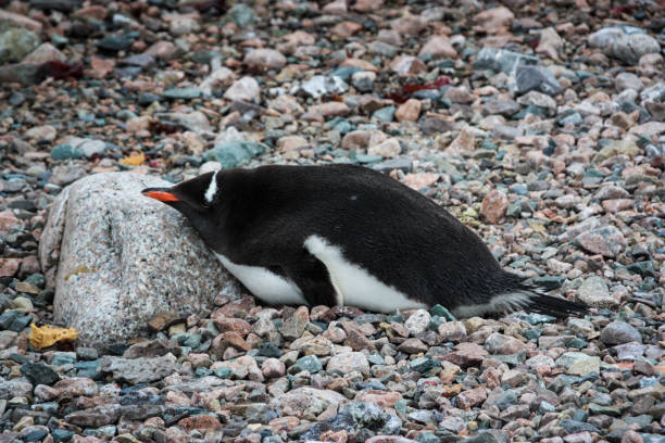 gentoo, pinguin - pebble gentoo penguin antarctica penguin stock-fotos und bilder