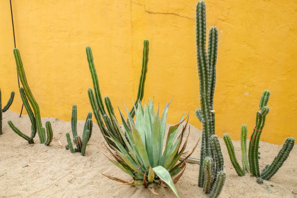 istock Cactus succulent plant in the greenhouse 943418650