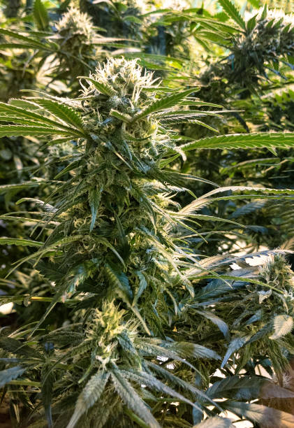 istock Marijuana Plant and Cultivation 943421276