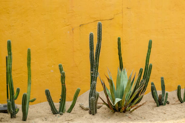 istock Cactus succulent plant in the greenhouse 943421516