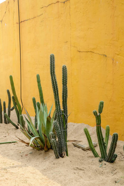 istock Cactus succulent plant in the greenhouse 943421664