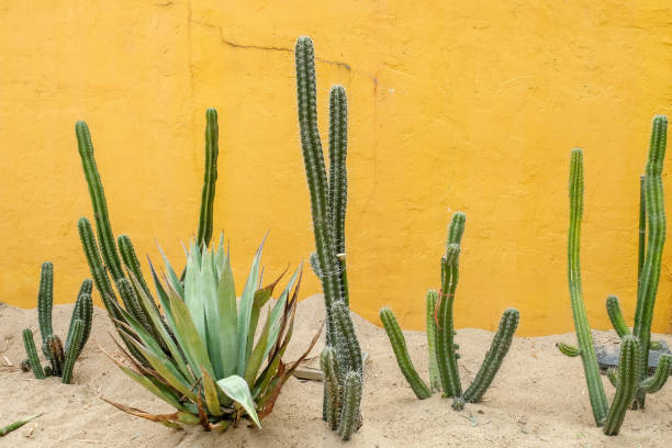 istock Cactus succulent plant in the greenhouse 943421992
