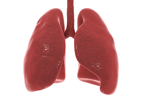 Los pulmones y la tráquea aislada sobre fondo blanco photo