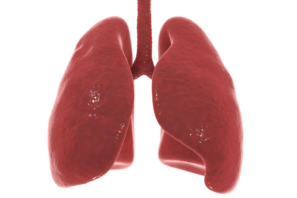 los pulmones y la tráquea aislada sobre fondo blanco - human lung fotografías e imágenes de stock