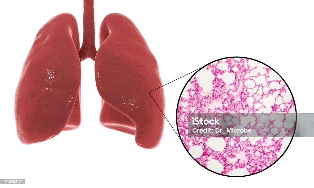 Histología y anatomía de los pulmones - Foto de stock de Anatomía libre de derechos