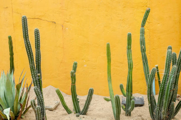istock Cactus succulent plant in the greenhouse 943422200