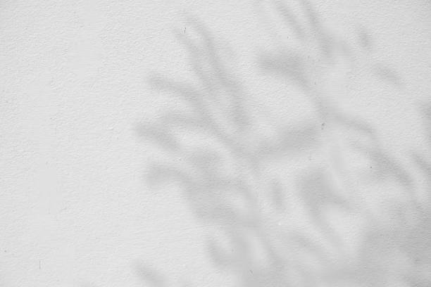 istock abstract background textuer of shadows leaf on a concrete wall. 943424320