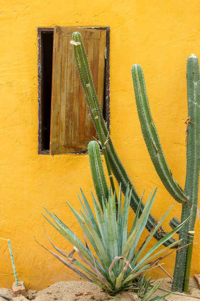 istock Cactus succulent plant in the greenhouse 943424502