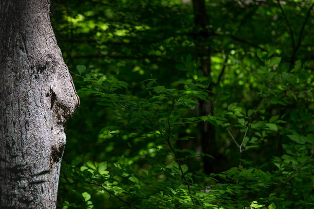 istock Old Man in the Tree Looking at Your Presentation or Copy Space 943424628