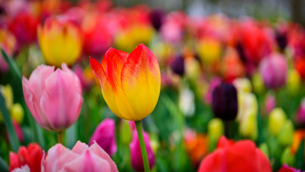 istock Assorted tulips in all colors, large picture 943427954