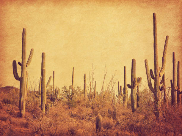 paisaje del desierto con cactus saguaro. foto en estilo retro. textura de papel adicional. tonos de la imagen - out west fotografías e imágenes de stock