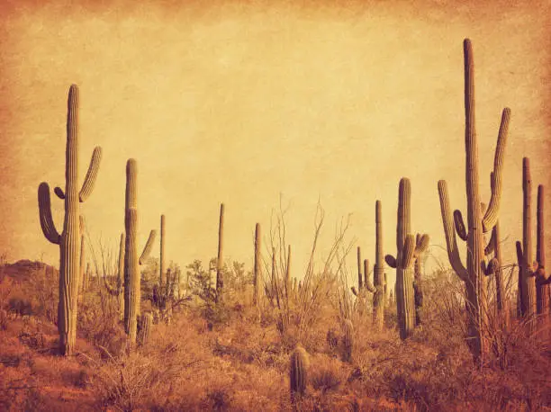 Photo of Landscape of the desert with Saguaro cacti. Photo in retro style. Added paper texture. Toned image