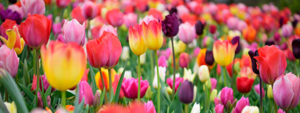 istock Assorted tulips in all colors, large picture 943427976