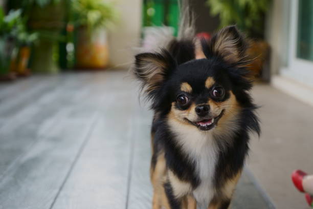 istock black chihuahua is standing and smile. 943431664