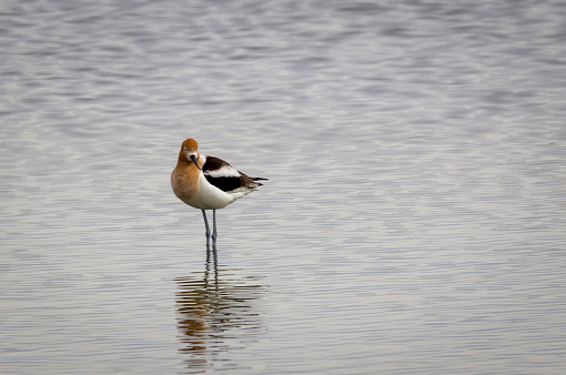 An American Avocet stands in the waters of Market Lake near Roberts, Idaho.