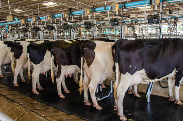 Dairy cow stock photo