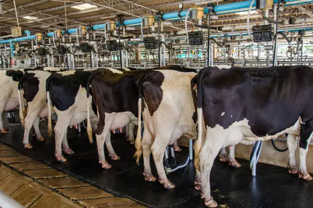 Dairy cows on the farm.