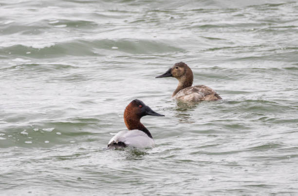 Canvasback Ducks Male and female Canvasback ducks swim in a lake near Roberts, Idaho. male north american canvasback duck aythya valisineria stock pictures, royalty-free photos & images