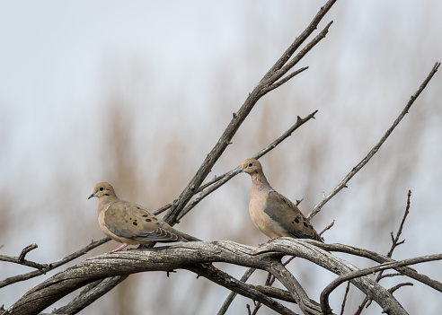 Two Mourning Doves perched on a tree near Roberts, Idaho.
