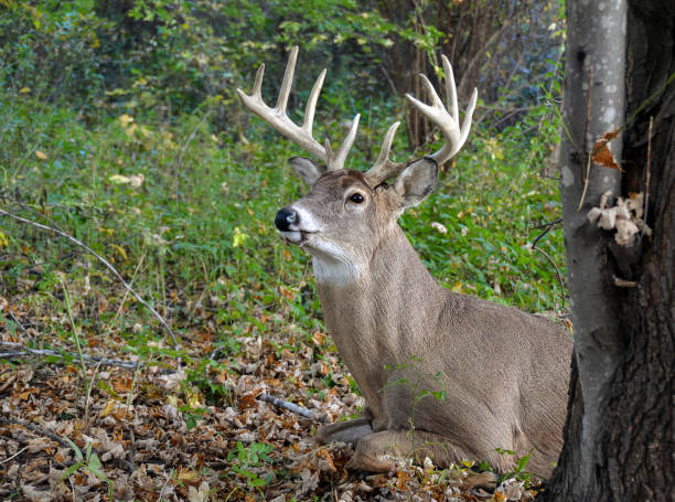 istock big buck lying down in autumn woods 943437498