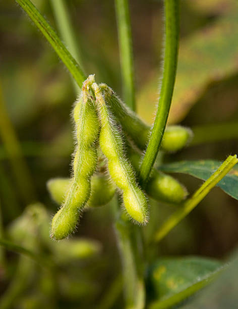 Close up of young soybeans still on the plant close-up of soybean pod stock pictures, royalty-free photos & images