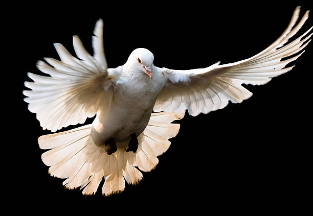 Fly dove with clipping path stock photo