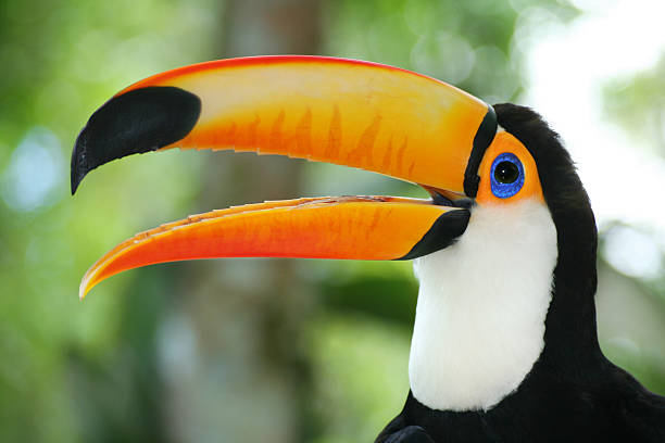 Toucan isolated on black (Ramphastos Toco)