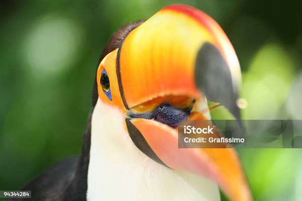 Testa Di Un Tucano Lingua - Fotografie stock e altre immagini di Foglia - Foglia, Pappagallo, Albero