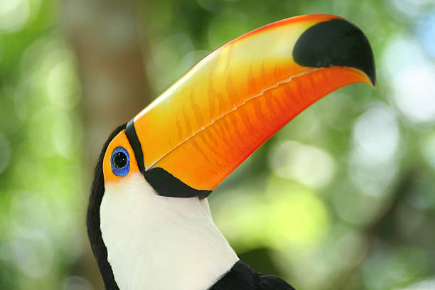 istock Argentina rain forest head of a toucan 94344285