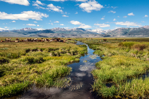 Cattle grazing in the beautiful pasture land near Bridgeport, California with a background of the eastern Sierra Nevada. Western United States.