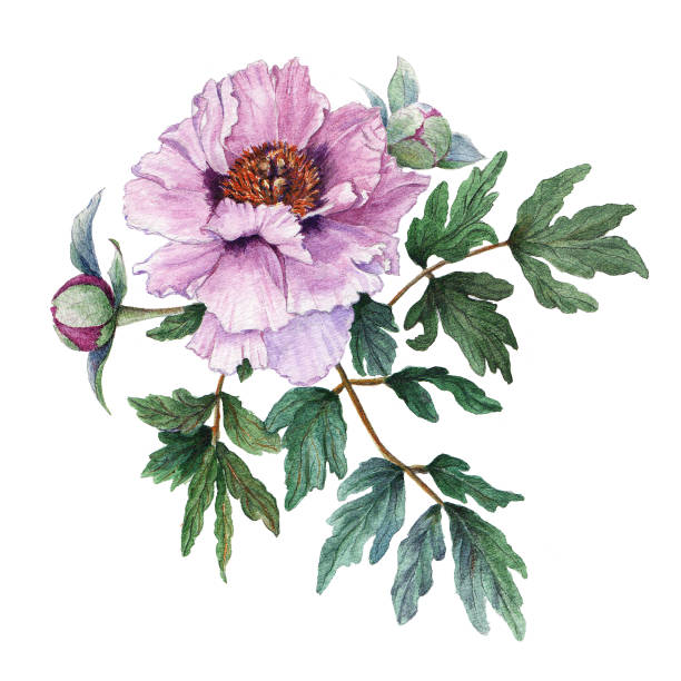istock Tender light pink peony with leaves and buds on white background. Fresh flowering pink peony. Tree-like peony 943449354