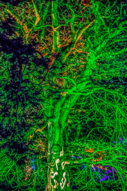 キュー ガーデン、ロンドンのライトで飾られた木 - formal garden ornamental garden lighting equipment night ストックフォトと画像