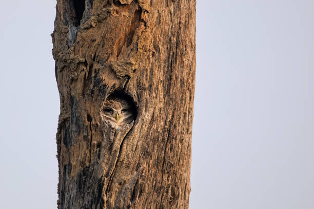 istock Spotted owlet sitting in a hollow of a tree 943453064