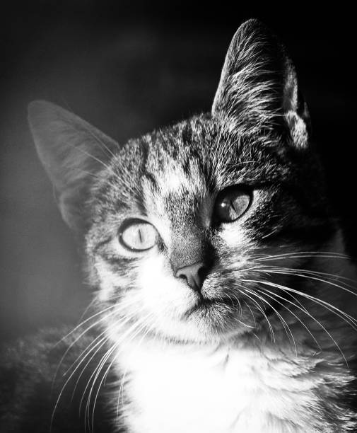 istock Abandoned street cats 943456148