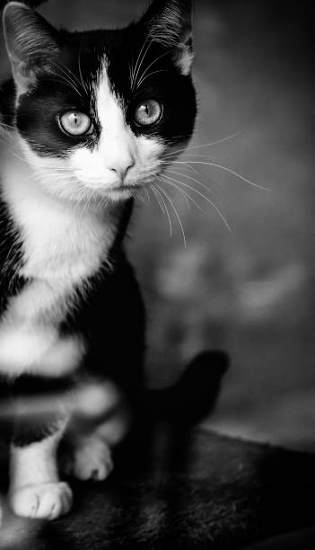 istock Abandoned street cats 943456174