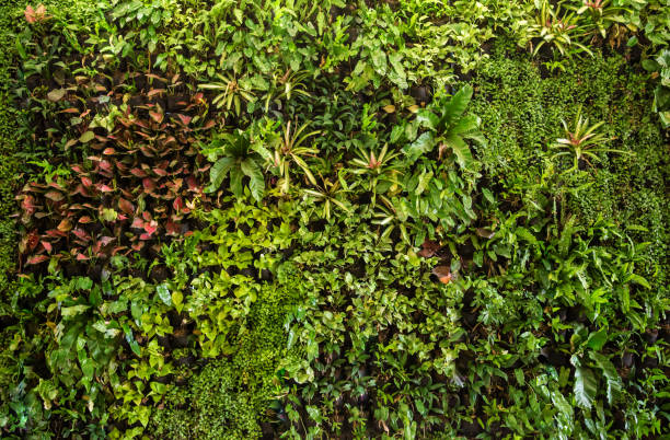 istock herb wall, plant wall, natural green wallpaper 943457546