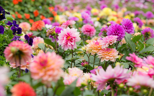 Bright pink dahlia flower on a flower bed in summer. Gardening, perennial flowers, landscaping.