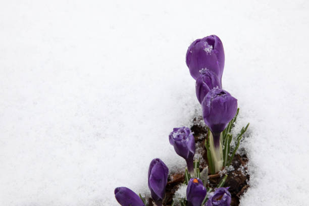 istock Crocus spring flowers in the melting snow 943465758