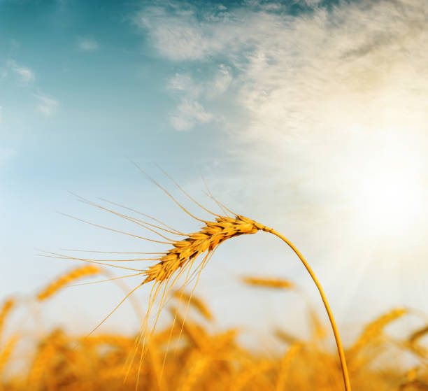 istock golden harvest in sunset on field 943465856